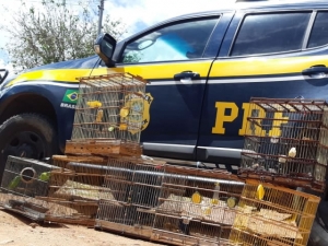 PRF realiza segunda etapa da Operação Azulão e resgata 216 animais silvestres