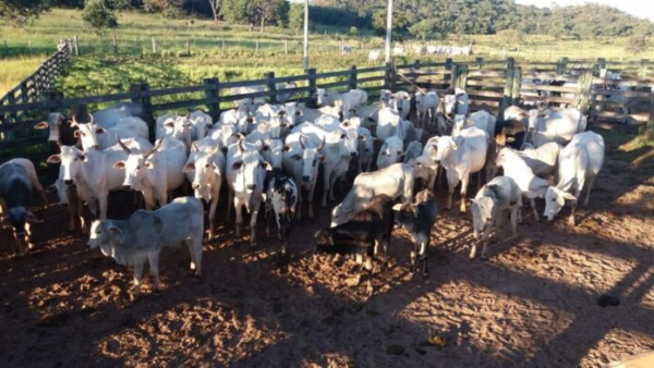 PRF: Roubo/furto de gado agora tem site próprio para registro de ocorrência